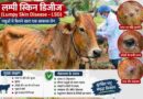लम्पी रोग पर पशुपालन विभाग अलर्ट,अब तक 2.10 लाख पशुओं का टीकाकरण