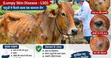 लम्पी रोग पर पशुपालन विभाग अलर्ट,अब तक 2.10 लाख पशुओं का टीकाकरण